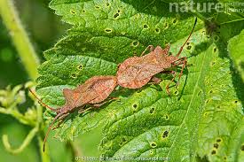 Attēlu rezultāti vaicājumam “Coreus marginatus”