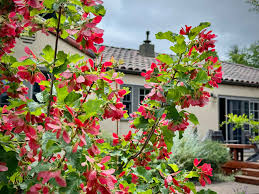 Attēlu rezultāti vaicājumam “Acer tataricum”