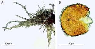Attēlu rezultāti vaicājumam “Ephemerum serratum”