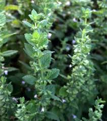 Image result for Melissa officinalis