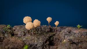 Attēlu rezultāti vaicājumam “Arcyria incarnata spores”