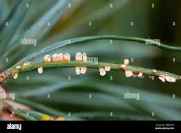 Attēlu rezultāti vaicājumam “Didymium tussilaginis sessile”