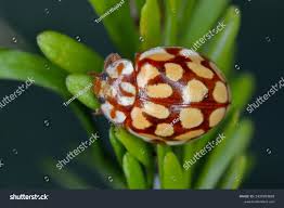 Attēlu rezultāti vaicājumam “Sospita vigintiguttata”