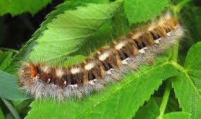 Attēlu rezultāti vaicājumam “Lasiocampa quercus imago”