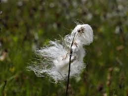 Attēlu rezultāti vaicājumam “Eriophorum angustifolium flower”
