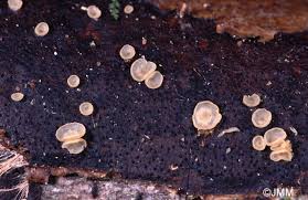 Attēlu rezultāti vaicājumam “Hyalorbilia inflatula”