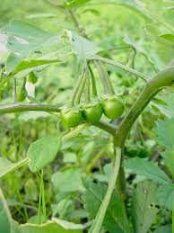 Attēlu rezultāti vaicājumam “Solanum nigrum leaf”