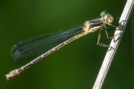 Attēlu rezultāti vaicājumam “Lestes dryas female”