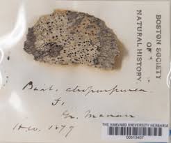 Attēlu rezultāti vaicājumam “Biatora sphaeroides”