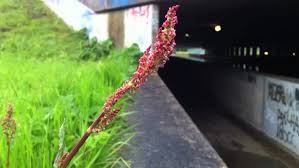 Attēlu rezultāti vaicājumam “Rumex hydrolapathum”