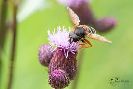 Attēlu rezultāti vaicājumam “Sericomyia lappona”