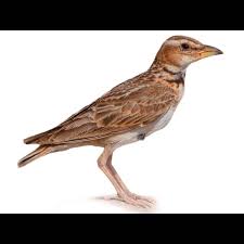 Attēlu rezultāti vaicājumam “Neottiura bimaculata female”