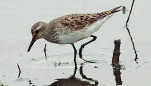 Attēlu rezultāti vaicājumam “Calidris falcinellus adult”