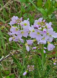 Attēlu rezultāti vaicājumam “Cardamine pratensis”