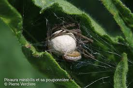 Attēlu rezultāti vaicājumam “Pisaura mirabilis cocoon”