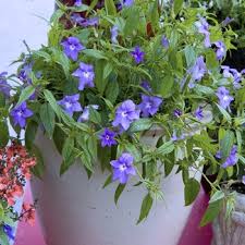 Image result for Browallia speciosa