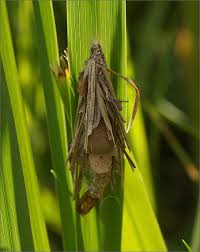 Attēlu rezultāti vaicājumam “Canephora hirsuta”