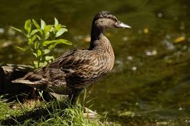 Attēlu rezultāti vaicājumam “Anas platyrhynchos juvenile”