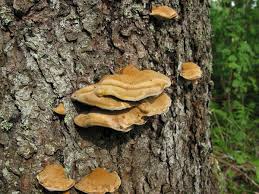 Attēlu rezultāti vaicājumam “Inonotus leporinus”