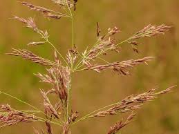 Attēlu rezultāti vaicājumam “Calamagrostis canescens fruit”