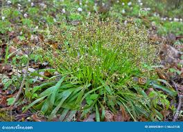 Attēlu rezultāti vaicājumam “Luzula pilosa”