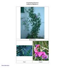 Attēlu rezultāti vaicājumam “Lathyrus latifolius fruit”