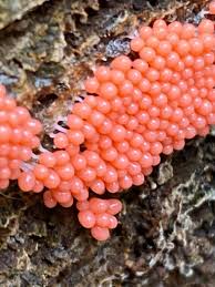 Attēlu rezultāti vaicājumam “Comatricha nigra young”