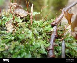 Attēlu rezultāti vaicājumam “Plagiothecium denticulatum”