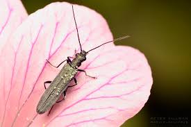 Attēlu rezultāti vaicājumam “Oedemera sp.”