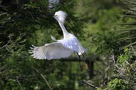 Image result for Egretta thula