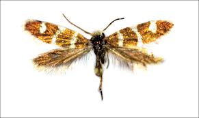 Attēlu rezultāti vaicājumam “Micropterix aureatella”