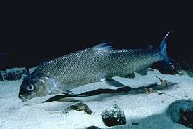 Image result for Coregonus clupeaformis