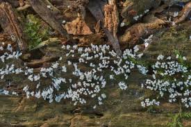 Attēlu rezultāti vaicājumam “Arcyria minuta stalked”