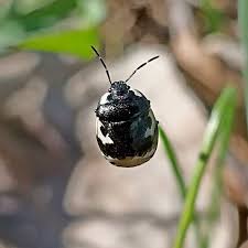 Attēlu rezultāti vaicājumam “Tritomegas bicolor”