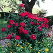 Image result for Red Rose Cc
