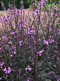 Image result for Verbena officinalis