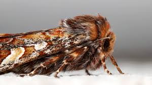 Attēlu rezultāti vaicājumam “Panolis flammea”