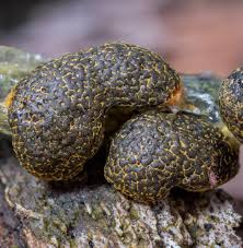 Attēlu rezultāti vaicājumam “Fuligo cinerea macro”