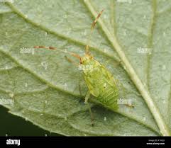 Attēlu rezultāti vaicājumam “Pantilius tunicatus”