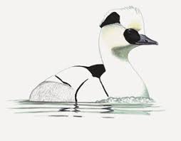 Attēlu rezultāti vaicājumam “Mergus albellus”