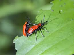 Attēlu rezultāti vaicājumam “Lilioceris lilii”