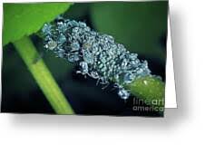 Attēlu rezultāti vaicājumam “Aphis fabae”