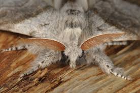 Attēlu rezultāti vaicājumam “Calliteara pudibunda larva”