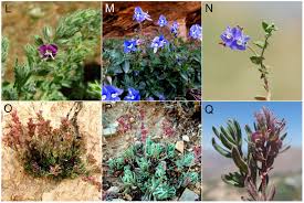 Image result for pfanzelt tehron