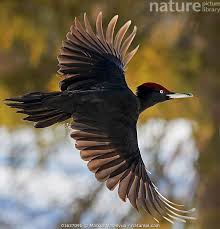 Attēlu rezultāti vaicājumam “Dryocopus martius”