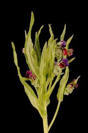 Attēlu rezultāti vaicājumam “Cynoglossum officinale fruit”