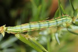 Attēlu rezultāti vaicājumam “Thera variata”