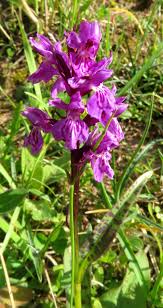 Attēlu rezultāti vaicājumam “Dactylorhiza incarnata leaf”