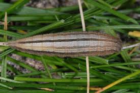 Attēlu rezultāti vaicājumam “Hipparchia semele”