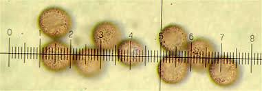 Attēlu rezultāti vaicājumam “Didymium tussilaginis spores”